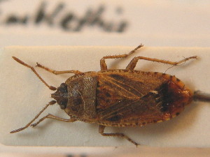  ( - BFB_Heteroptera_Schmolke_0775)  @11 [ ] CreativeCommons - Attribution Non-Commercial Share-Alike (2012) SNSB, Zoologische Staatssammlung Muenchen SNSB, Zoologische Staatssammlung Muenchen