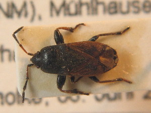  ( - BFB_Heteroptera_Schmolke_0804)  @11 [ ] CreativeCommons - Attribution Non-Commercial Share-Alike (2012) SNSB, Zoologische Staatssammlung Muenchen SNSB, Zoologische Staatssammlung Muenchen