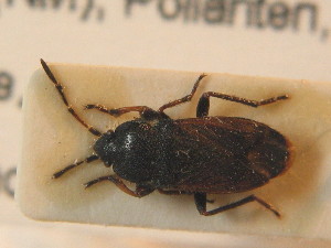  ( - BFB_Heteroptera_Schmolke_0805)  @11 [ ] CreativeCommons - Attribution Non-Commercial Share-Alike (2012) SNSB, Zoologische Staatssammlung Muenchen SNSB, Zoologische Staatssammlung Muenchen