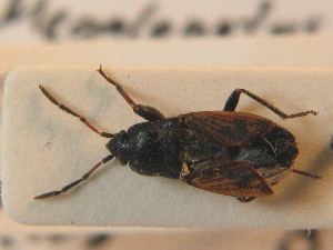  ( - BFB_Heteroptera_Schmolke_0806)  @11 [ ] CreativeCommons - Attribution Non-Commercial Share-Alike (2012) SNSB, Zoologische Staatssammlung Muenchen SNSB, Zoologische Staatssammlung Muenchen