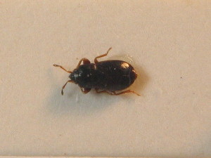  ( - BFB_Heteroptera_Schmolke_0820)  @11 [ ] CreativeCommons - Attribution Non-Commercial Share-Alike (2012) SNSB, Zoologische Staatssammlung Muenchen SNSB, Zoologische Staatssammlung Muenchen