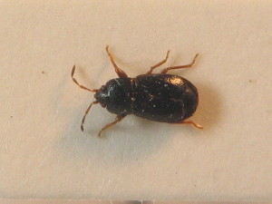  ( - BFB_Heteroptera_Schmolke_0821)  @11 [ ] CreativeCommons - Attribution Non-Commercial Share-Alike (2012) SNSB, Zoologische Staatssammlung Muenchen SNSB, Zoologische Staatssammlung Muenchen