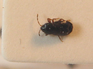  ( - BFB_Heteroptera_Schmolke_0822)  @11 [ ] CreativeCommons - Attribution Non-Commercial Share-Alike (2012) SNSB, Zoologische Staatssammlung Muenchen SNSB, Zoologische Staatssammlung Muenchen