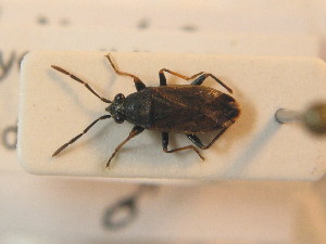  ( - BFB_Heteroptera_Schmolke_0845)  @11 [ ] CreativeCommons - Attribution Non-Commercial Share-Alike (2012) SNSB, Zoologische Staatssammlung Muenchen SNSB, Zoologische Staatssammlung Muenchen