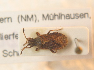  ( - BFB_Heteroptera_Schmolke_0942)  @11 [ ] CreativeCommons - Attribution Non-Commercial Share-Alike (2012) SNSB, Zoologische Staatssammlung Muenchen SNSB, Zoologische Staatssammlung Muenchen