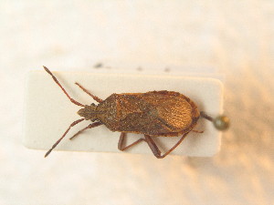  ( - BFB_Heteroptera_Schmolke_0947)  @11 [ ] CreativeCommons - Attribution Non-Commercial Share-Alike (2012) SNSB, Zoologische Staatssammlung Muenchen SNSB, Zoologische Staatssammlung Muenchen