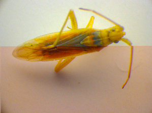  ( - BFB_Heteroptera_Kuechler_0014)  @12 [ ] CreativeCommons - Attribution Non-Commercial Share-Alike (2010) SNSB, Zoologische Staatssammlung Muenchen SNSB, Zoologische Staatssammlung Muenchen