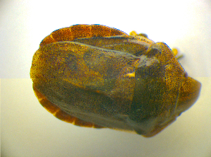  ( - BFB_Heteroptera_Kuechler_0028)  @12 [ ] CreativeCommons - Attribution Non-Commercial Share-Alike (2010) SNSB, Zoologische Staatssammlung Muenchen SNSB, Zoologische Staatssammlung Muenchen
