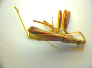  ( - BFB_Heteroptera_Kuechler_0030)  @12 [ ] CreativeCommons - Attribution Non-Commercial Share-Alike (2010) SNSB, Zoologische Staatssammlung Muenchen SNSB, Zoologische Staatssammlung Muenchen