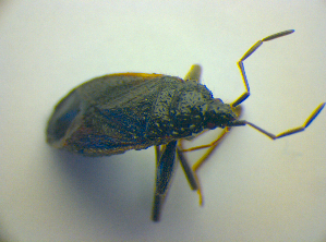  ( - BFB_Heteroptera_Kuechler_0085)  @12 [ ] CreativeCommons - Attribution Non-Commercial Share-Alike (2010) SNSB, Zoologische Staatssammlung Muenchen SNSB, Zoologische Staatssammlung Muenchen