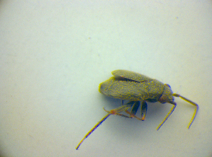  ( - BFB_Heteroptera_Kuechler_0091)  @12 [ ] CreativeCommons - Attribution Non-Commercial Share-Alike (2010) SNSB, Zoologische Staatssammlung Muenchen SNSB, Zoologische Staatssammlung Muenchen