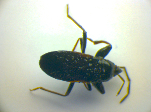  ( - BFB_Heteroptera_Kuechler_0100)  @12 [ ] CreativeCommons - Attribution Non-Commercial Share-Alike (2010) SNSB, Zoologische Staatssammlung Muenchen SNSB, Zoologische Staatssammlung Muenchen