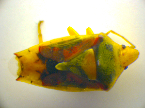  ( - BFB_Heteroptera_Kuechler_0101)  @12 [ ] CreativeCommons - Attribution Non-Commercial Share-Alike (2010) SNSB, Zoologische Staatssammlung Muenchen SNSB, Zoologische Staatssammlung Muenchen