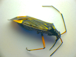  ( - BFB_Heteroptera_Kuechler_0122)  @12 [ ] CreativeCommons - Attribution Non-Commercial Share-Alike (2010) SNSB, Zoologische Staatssammlung Muenchen SNSB, Zoologische Staatssammlung Muenchen