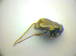  ( - BFB_Heteroptera_Kuechler_0135)  @12 [ ] CreativeCommons - Attribution Non-Commercial Share-Alike (2010) SNSB, Zoologische Staatssammlung Muenchen SNSB, Zoologische Staatssammlung Muenchen