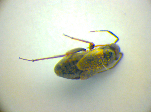  ( - BFB_Heteroptera_Kuechler_0136)  @12 [ ] CreativeCommons - Attribution Non-Commercial Share-Alike (2010) SNSB, Zoologische Staatssammlung Muenchen SNSB, Zoologische Staatssammlung Muenchen