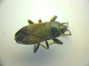  ( - BFB_Heteroptera_Kuechler_0139)  @12 [ ] CreativeCommons - Attribution Non-Commercial Share-Alike (2010) SNSB, Zoologische Staatssammlung Muenchen SNSB, Zoologische Staatssammlung Muenchen