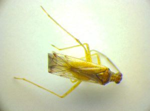  ( - BFB_Heteroptera_Kuechler_0145)  @12 [ ] CreativeCommons - Attribution Non-Commercial Share-Alike (2010) SNSB, Zoologische Staatssammlung Muenchen SNSB, Zoologische Staatssammlung Muenchen