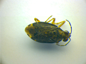  (Saldula orthochila - BFB_Heteroptera_Kuechler_0146)  @12 [ ] CreativeCommons - Attribution Non-Commercial Share-Alike (2010) SNSB, Zoologische Staatssammlung Muenchen SNSB, Zoologische Staatssammlung Muenchen