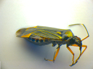  ( - BFB_Heteroptera_Kuechler_0158)  @13 [ ] CreativeCommons - Attribution Non-Commercial Share-Alike (2010) SNSB, Zoologische Staatssammlung Muenchen SNSB, Zoologische Staatssammlung Muenchen