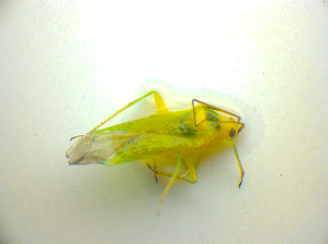 ( - BFB_Heteroptera_Kuechler_0159)  @12 [ ] CreativeCommons - Attribution Non-Commercial Share-Alike (2010) SNSB, Zoologische Staatssammlung Muenchen SNSB, Zoologische Staatssammlung Muenchen