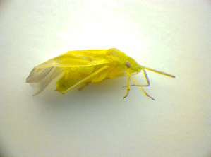  ( - BFB_Heteroptera_Kuechler_0160)  @12 [ ] CreativeCommons - Attribution Non-Commercial Share-Alike (2010) SNSB, Zoologische Staatssammlung Muenchen SNSB, Zoologische Staatssammlung Muenchen