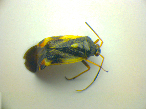  ( - BFB_Heteroptera_Kuechler_0161)  @12 [ ] CreativeCommons - Attribution Non-Commercial Share-Alike (2010) SNSB, Zoologische Staatssammlung Muenchen SNSB, Zoologische Staatssammlung Muenchen