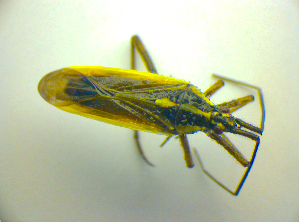 ( - BFB_Heteroptera_Kuechler_0166)  @12 [ ] CreativeCommons - Attribution Non-Commercial Share-Alike (2010) SNSB, Zoologische Staatssammlung Muenchen SNSB, Zoologische Staatssammlung Muenchen