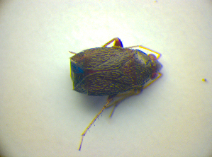  ( - BFB_Heteroptera_Kuechler_0172)  @12 [ ] CreativeCommons - Attribution Non-Commercial Share-Alike (2010) SNSB, Zoologische Staatssammlung Muenchen SNSB, Zoologische Staatssammlung Muenchen