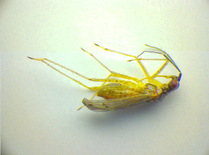  ( - BFB_Heteroptera_Kuechler_0185)  @12 [ ] CreativeCommons - Attribution Non-Commercial Share-Alike (2010) SNSB, Zoologische Staatssammlung Muenchen SNSB, Zoologische Staatssammlung Muenchen