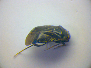  ( - BFB_Heteroptera_Kuechler_0202)  @13 [ ] CreativeCommons - Attribution Non-Commercial Share-Alike (2010) SNSB, Zoologische Staatssammlung Muenchen SNSB, Zoologische Staatssammlung Muenchen