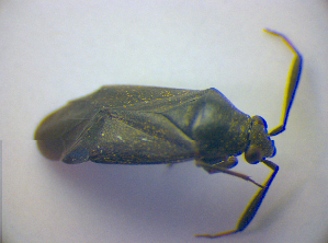  ( - BFB_Heteroptera_Kuechler_0204)  @11 [ ] CreativeCommons - Attribution Non-Commercial Share-Alike (2010) SNSB, Zoologische Staatssammlung Muenchen SNSB, Zoologische Staatssammlung Muenchen