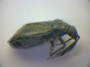  ( - BFB_Heteroptera_Kuechler_0205)  @11 [ ] CreativeCommons - Attribution Non-Commercial Share-Alike (2010) SNSB, Zoologische Staatssammlung Muenchen SNSB, Zoologische Staatssammlung Muenchen