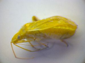 ( - BFB_Heteroptera_Kuechler_0207)  @12 [ ] CreativeCommons - Attribution Non-Commercial Share-Alike (2010) SNSB, Zoologische Staatssammlung Muenchen SNSB, Zoologische Staatssammlung Muenchen