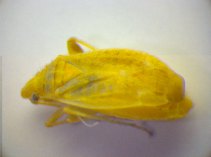  ( - BFB_Heteroptera_Kuechler_0208)  @12 [ ] CreativeCommons - Attribution Non-Commercial Share-Alike (2010) SNSB, Zoologische Staatssammlung Muenchen SNSB, Zoologische Staatssammlung Muenchen