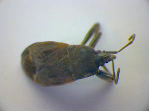  ( - BFB_Heteroptera_Kuechler_0212)  @12 [ ] CreativeCommons - Attribution Non-Commercial Share-Alike (2010) SNSB, Zoologische Staatssammlung Muenchen SNSB, Zoologische Staatssammlung Muenchen