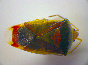  ( - BFB_Heteroptera_Kuechler_0213)  @12 [ ] CreativeCommons - Attribution Non-Commercial Share-Alike (2010) SNSB, Zoologische Staatssammlung Muenchen SNSB, Zoologische Staatssammlung Muenchen