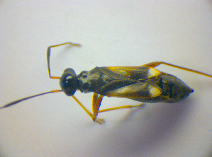  ( - BFB_Heteroptera_Kuechler_0220)  @12 [ ] CreativeCommons - Attribution Non-Commercial Share-Alike (2010) SNSB, Zoologische Staatssammlung Muenchen SNSB, Zoologische Staatssammlung Muenchen