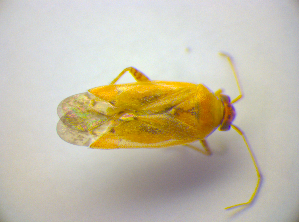  ( - BFB_Heteroptera_Kuechler_0230)  @12 [ ] CreativeCommons - Attribution Non-Commercial Share-Alike (2010) SNSB, Zoologische Staatssammlung Muenchen SNSB, Zoologische Staatssammlung Muenchen