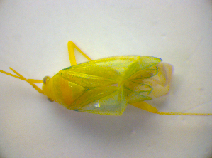  ( - BFB_Heteroptera_Kuechler_0236)  @11 [ ] CreativeCommons - Attribution Non-Commercial Share-Alike (2010) SNSB, Zoologische Staatssammlung Muenchen SNSB, Zoologische Staatssammlung Muenchen