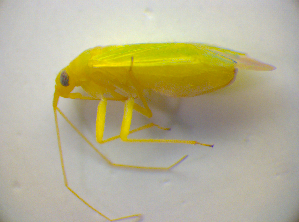  ( - BFB_Heteroptera_Kuechler_0237)  @11 [ ] CreativeCommons - Attribution Non-Commercial Share-Alike (2010) SNSB, Zoologische Staatssammlung Muenchen SNSB, Zoologische Staatssammlung Muenchen