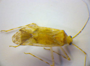  ( - BFB_Heteroptera_Kuechler_0240)  @11 [ ] CreativeCommons - Attribution Non-Commercial Share-Alike (2010) SNSB, Zoologische Staatssammlung Muenchen SNSB, Zoologische Staatssammlung Muenchen