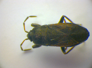  ( - BFB_Heteroptera_Kuechler_0257)  @12 [ ] CreativeCommons - Attribution Non-Commercial Share-Alike (2010) SNSB, Zoologische Staatssammlung Muenchen SNSB, Zoologische Staatssammlung Muenchen