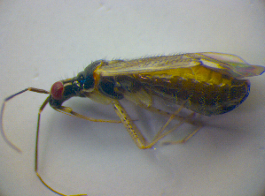 ( - BFB_Heteroptera_Kuechler_0271)  @12 [ ] CreativeCommons - Attribution Non-Commercial Share-Alike (2010) SNSB, Zoologische Staatssammlung Muenchen SNSB, Zoologische Staatssammlung Muenchen