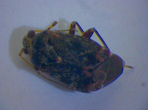  ( - BFB_Heteroptera_Kuechler_0303)  @12 [ ] CreativeCommons - Attribution Non-Commercial Share-Alike (2012) SNSB, Zoologische Staatssammlung Muenchen SNSB, Zoologische Staatssammlung Muenchen