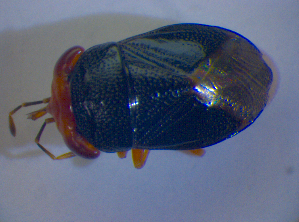  (Geocoris erythrocephalus - BFB_Heteroptera_Kuechler_0328)  @12 [ ] CreativeCommons - Attribution Non-Commercial Share-Alike (2012) SNSB, Zoologische Staatssammlung Muenchen SNSB, Zoologische Staatssammlung Muenchen