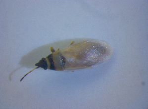  ( - BFB_Heteroptera_Kuechler_0337)  @11 [ ] CreativeCommons - Attribution Non-Commercial Share-Alike (2012) SNSB, Zoologische Staatssammlung Muenchen SNSB, Zoologische Staatssammlung Muenchen