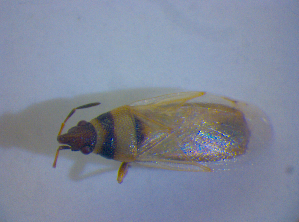  ( - BFB_Heteroptera_Kuechler_0338)  @11 [ ] CreativeCommons - Attribution Non-Commercial Share-Alike (2012) SNSB, Zoologische Staatssammlung Muenchen SNSB, Zoologische Staatssammlung Muenchen