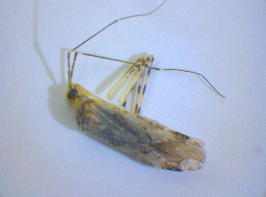 ( - BFB_Heteroptera_Kuechler_0357)  @13 [ ] CreativeCommons - Attribution Non-Commercial Share-Alike (2012) SNSB, Zoologische Staatssammlung Muenchen SNSB, Zoologische Staatssammlung Muenchen