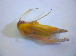  (Pinalitus atomarius - BFB_Heteroptera_Kuechler_0378)  @13 [ ] CreativeCommons - Attribution Non-Commercial Share-Alike (2012) SNSB, Zoologische Staatssammlung Muenchen SNSB, Zoologische Staatssammlung Muenchen